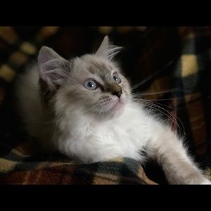 Meet your Posher, Trina